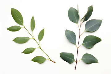 Obraz premium eucalyptus branch and eucalyptus leaf with leaves