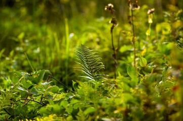 Rośliny leśne paprocie w pięknym oświetleniu słonecznym, kompozycja roślinna trawy łąka.
