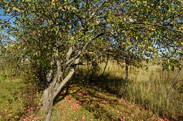 Naklejka premium Apple orchard in the village in autumn