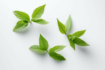 4 mint leaves isolated on a white background - obrazy, fototapety, plakaty