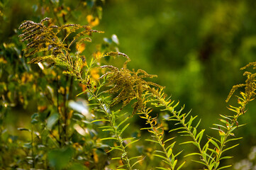 Rośliny leśne paprocie w pięknym oświetleniu słonecznym, kompozycja roślinna trawy łąka. - 702711290