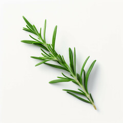 herb leaves of rosemary isolated on white background in front of white background