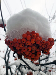 Bunch of rowan under the snow