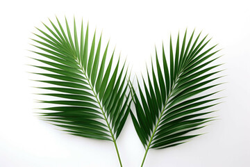 two palm leaves against a white background