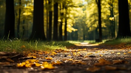 autumn in the forest
