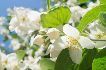 Jasmine flowers on a bush in a garden. Beautiful white jasmine flowers.Floriculture, growing flowers, plants care concept. Fragrant flower for perfumery, cosmetics. Side view. Space for text.