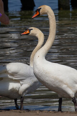 two swans touching necks on the beach