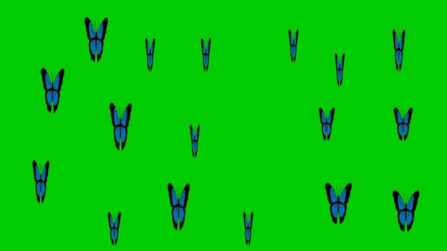 animation sprite sheet, loop animation, butterfly, flying animation, silhouette, animation frames,Animation blue butterfly flying isolate on green screen.
