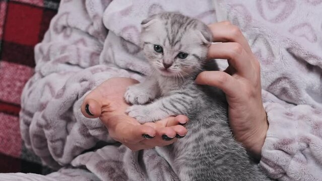 Female hands hold and stroke a cute small Scottish Fold breed kitten close-up. Funny gray kitten enjoys the caress at home. Young woman in a soft housecoat petting a fold-eared kitten on a cozy couch