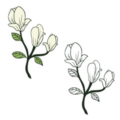 Magnolia Flowers. Simple Design Outline Style. You can give color you like. Vector Illustrations