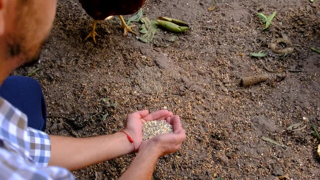 the farmer feeds the chickens with grain. Selective focus.