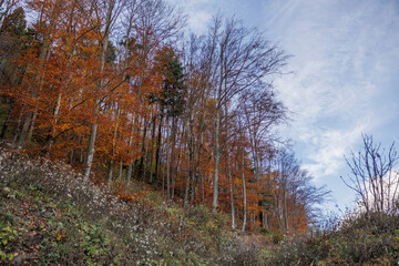 Obraz premium vista panoramica su un bosco montano con le foglie con colori autunnali, che si estende lungo un pendio, di mattina, in autunno