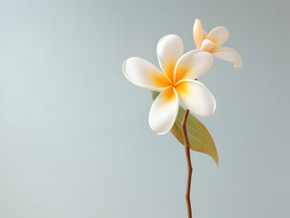 Obraz premium Frangipani flower in studio background, single Frangipani flower, Beautiful flower images