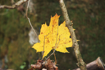 vista macro di una grande foglia gialla caduta dall'albero, in autunno
