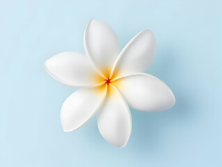 Frangipani flower in studio background, single Frangipani flower, Beautiful flower images