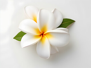 Fototapeta na wymiar Frangipani flower in studio background, single Frangipani flower, Beautiful flower images