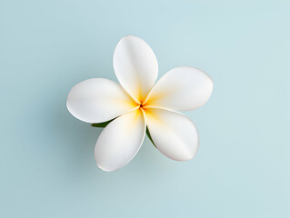 Frangipani flower in studio background, single Frangipani flower, Beautiful flower images