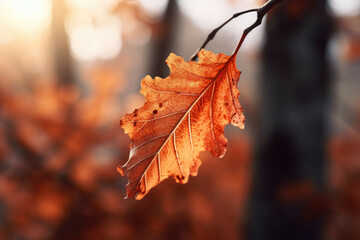 Close-up of colorful autumn leaf