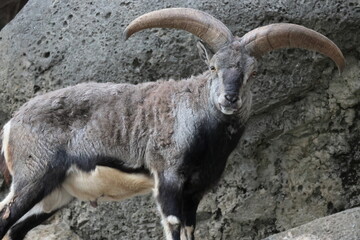 スーチョワンバーラル