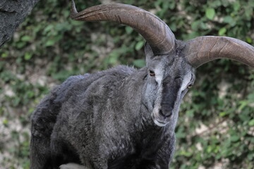 スーチョワンバーラル