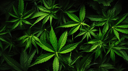 Fototapeta na wymiar Top view of cannabis sativa branches with leaves patchwork. Medical marijuana concept background. Generative AI