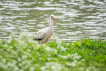 Storch steht im Wasser vor Wiese mit Blick auf Kamera