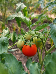 tomatoes on the vine