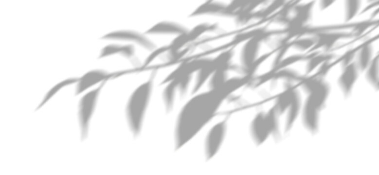 Shadow shade leafs movement relaxing shapes isolate on transparent backgrounds 3d render png