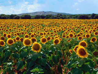 Obraz premium Beautiful Yellow Sunflower in a Fresh and Green Field