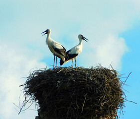 white stork on clear sky day, showcasing animal wildlife