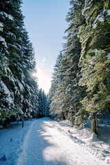 Sun shines on a snow-covered road through tall coniferous trees