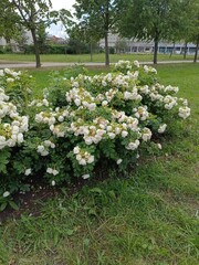 White rosehip or blooming Rosa rugosa f. alba Rehder bush on a sunny summer day in the park. Floral wallpaper.