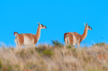 Guanacos in Lihue Calel National Park, La Pampa, Patagonia, Argentina.