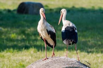 two storks on a roll of hay on a spring day