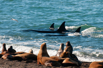 Killer Whale, Orca, hunting a sea lions , Peninsula Valdes, Patagonia Argentina