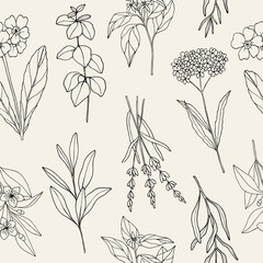 Hand drawn essential oil plants	background. Oregano, neroli, myrtle, tarragon, primrose, sage, lavender, verbena - obrazy, fototapety, plakaty