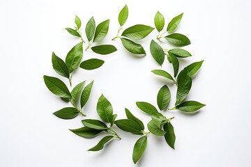 Green leaves in shape of circle on white background