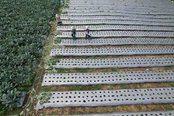 aerial view of agricultural land using the mulching method. farmer watering plants in mulch.