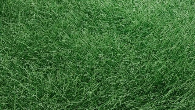 3D rendering of green grass. The wind smoothly develops densely planted herb on the ground
