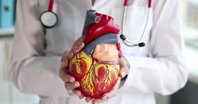 Doctor holding artificial heart model in clinic closeup 4k movie slow motion. Medical education concept