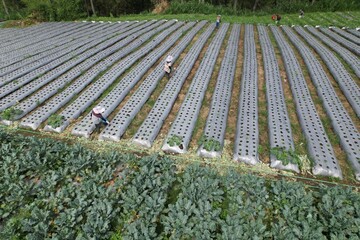 aerial view of agricultural land using the mulching method. farmer watering plants in mulch.