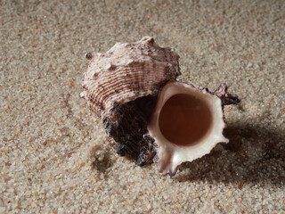 Seashell on clean sand of beach. Close up, beach sand texture. Beach sand texture in summer sun. banner       