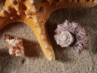 Seashell on clean sand of beach. Close up, beach sand texture. Beach sand texture in summer sun. banner       