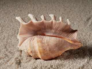 Fototapeta na wymiar Seashell on clean sand of beach. Close up, beach sand texture. Beach sand texture in summer sun. banner 