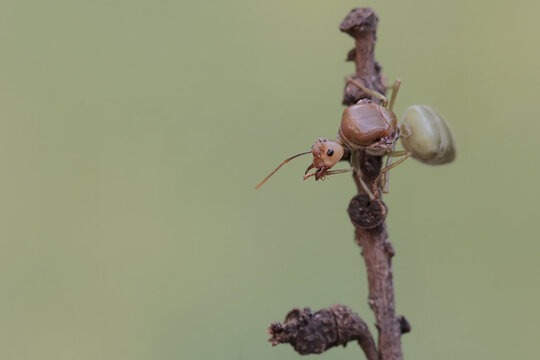 A queen weaver ant is resting in the bushes. This insect has the scientific name Oecophylla Smaragdina.
