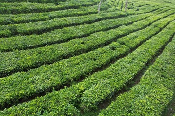 Fototapeta na wymiar aerial view of Tea plantation. Camellia sinensis is a tea plant, a species of plant whose leaves and shoots are used to make tea.