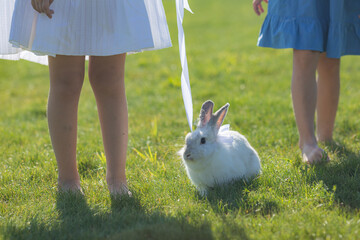 Feet of little girls playing with white rabbit on warm spring day outdoor.