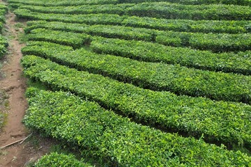 aerial view of Tea plantation. Camellia sinensis is a tea plant, a species of plant whose leaves and shoots are used to make tea.