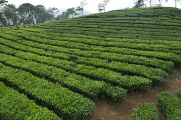 Fototapeta na wymiar Tea plantation. Camellia sinensis is a tea plant, a species of plant whose leaves and shoots are used to make tea.
