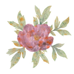 watercolor peony flower isolated on white background. illustration for design, packaging, invitation cards